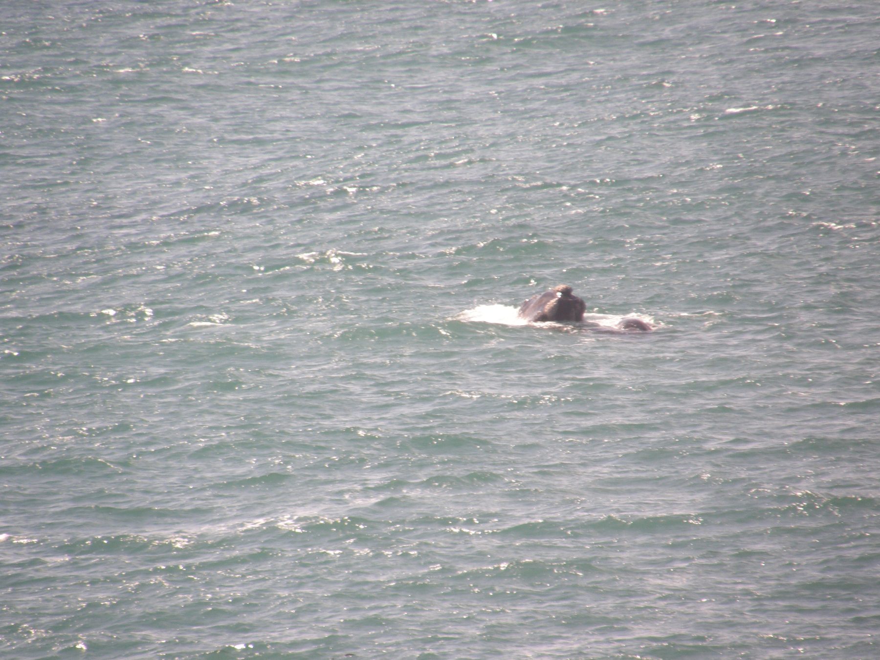 Southern right whales in Walker Bay off Hermanus, Western Cape
