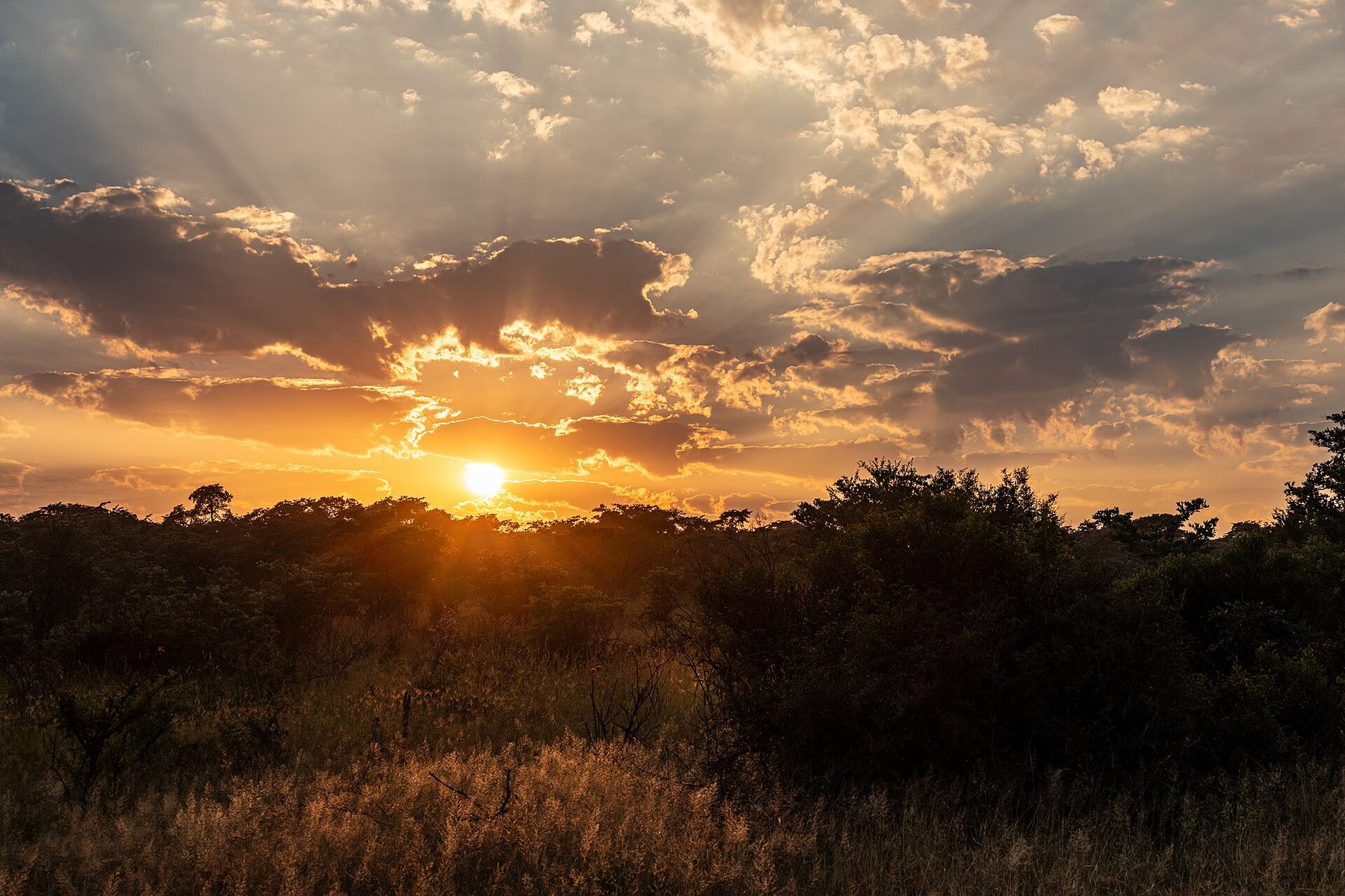 Sunrise over the bushveld in Kruger National Park