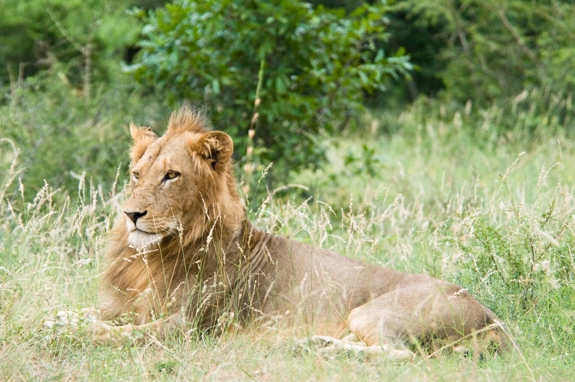 Lion resting in the grass in Kruger National Park