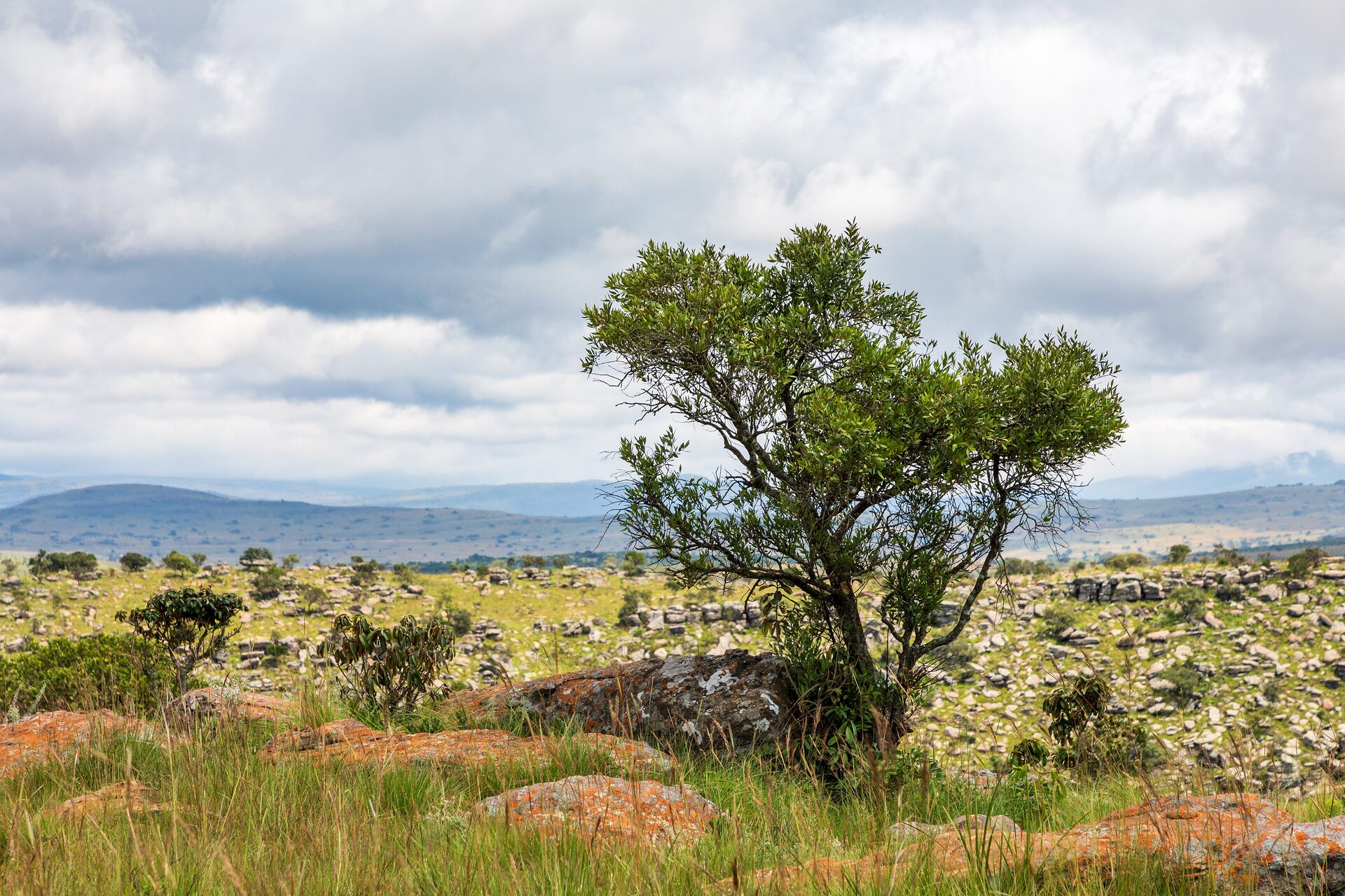 Highveld escarpment above the Blyde River Canyon, Mpumalanga
