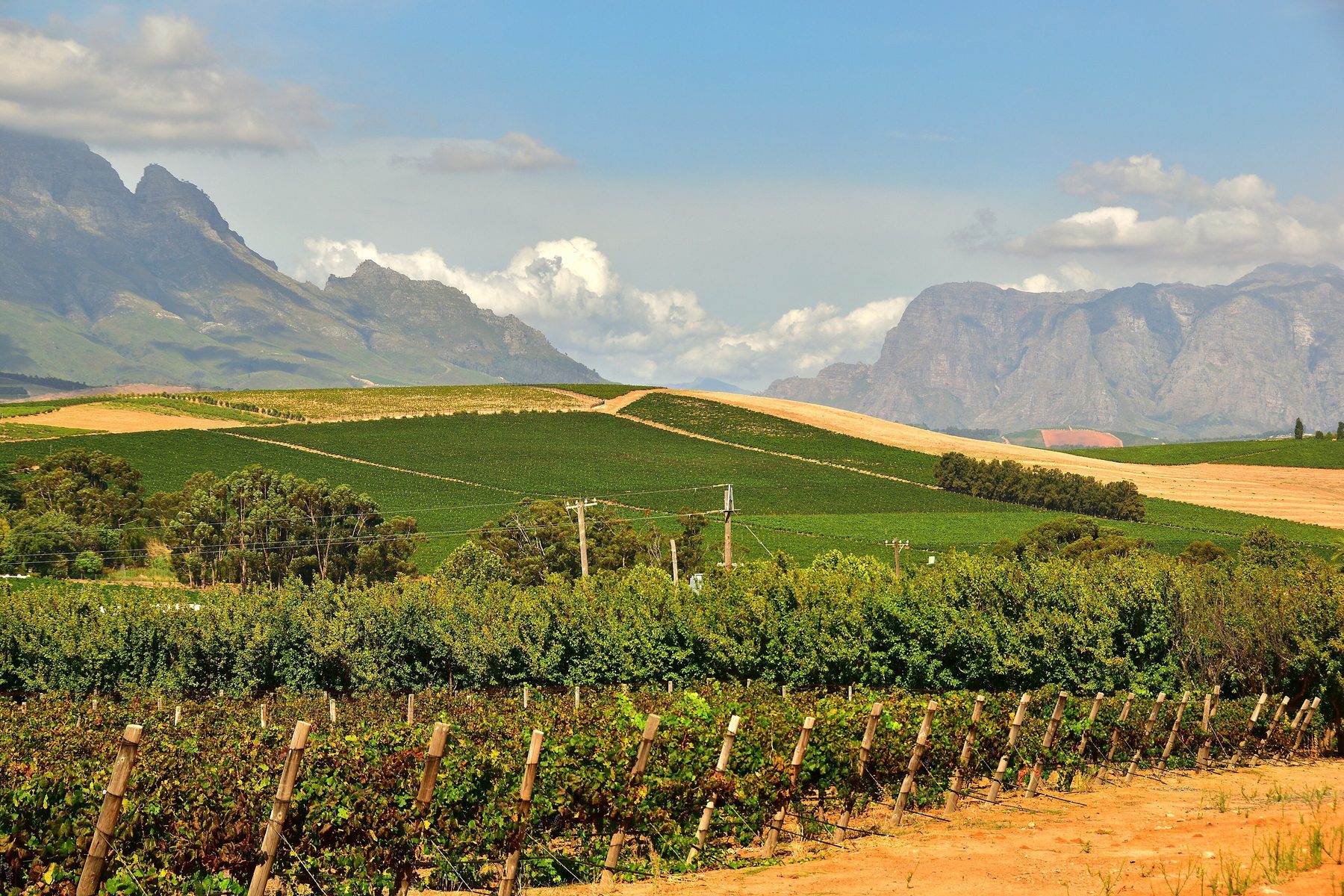 Vineyards below the mountains at Stellenbosch, Western Cape